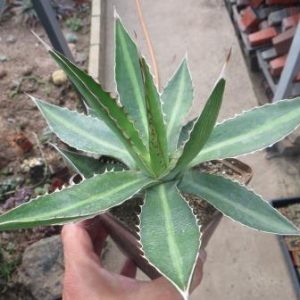 Agave lophantha — v. splendida