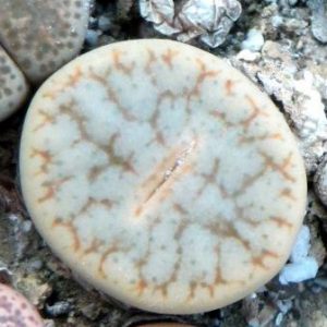 lithops pseudotruncatella