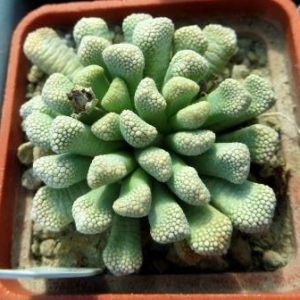 titanopsis luederitzii