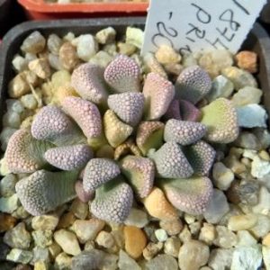 1874 MG titanopsis primosii