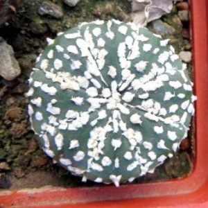 astrophytum super kabuto