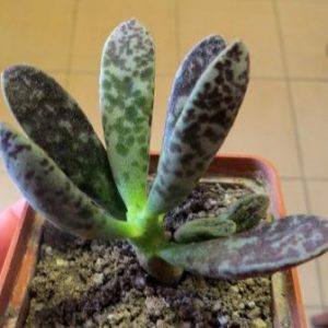 adromischus cooperi