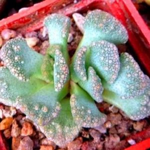 1870.822titanopsis calcarea