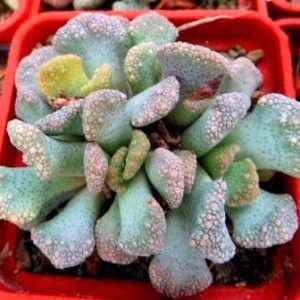 1870.822titanopsis calcarea