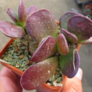 adromischus burgundy