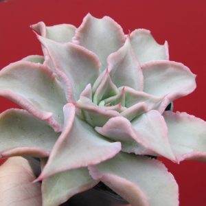 Echeveria Madiba