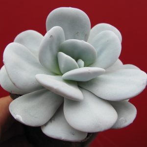 Echeveria laui