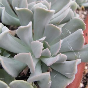 Echeveria Tompsy Turvy