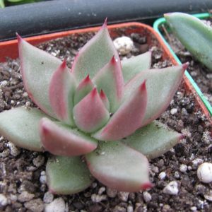 Echeveria Romeo