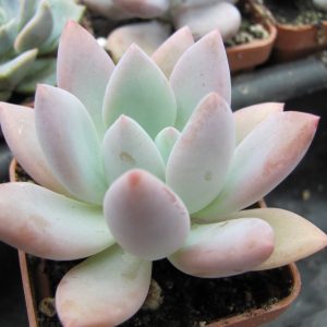 Pachyveria Opalina
