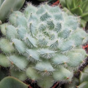 Echeveria deminuta
