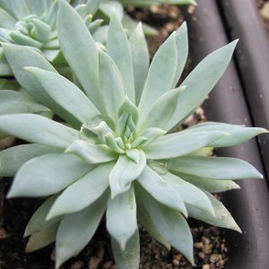 Dudleya farinosa