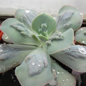 Echeveria Paul Bunyan