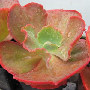 Echeveria Fire Light