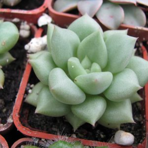 Echeveria Van Keppel