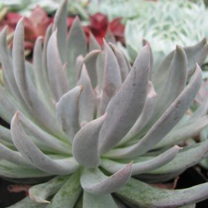 Echeveria craigiana Chihuahua
