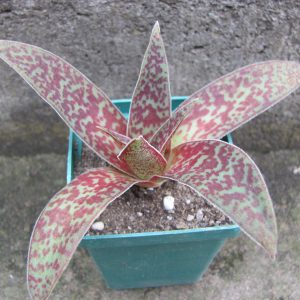 Crassula alba