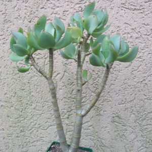 Crassula Blue Bird