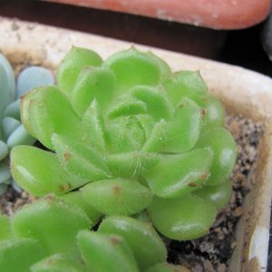 Echeveria Derosa