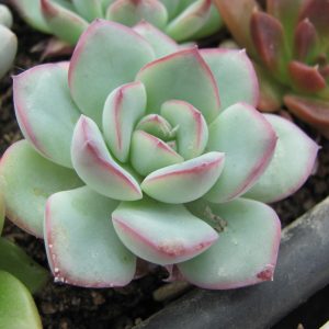 Echeveria Hercules