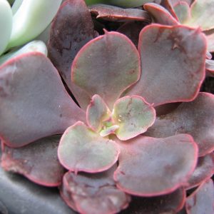Echeveria Red Prince