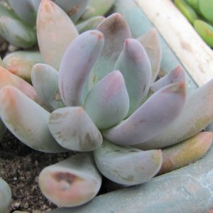 Pachyveria fittkaui