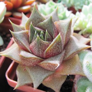 Echeveria purpusorum