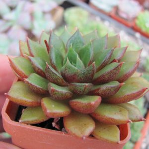 Echeveria  hybr.  x  purpusorum
