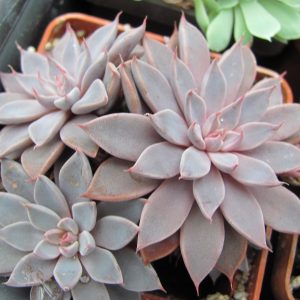 Graptopetalum rusbii
