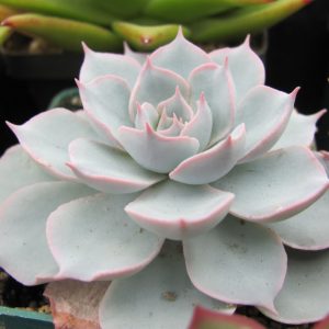 Echeveria subsessilis