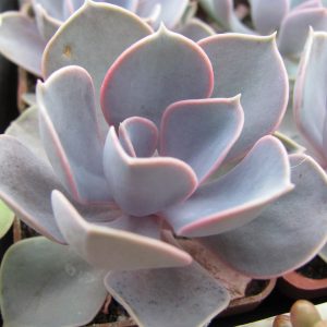 Echeveria Purple Pearl