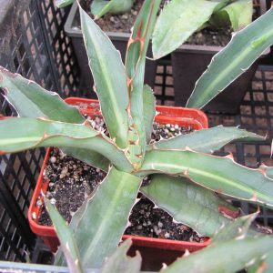 Agava xilonacantha