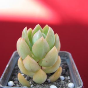 Sedum adolphii
