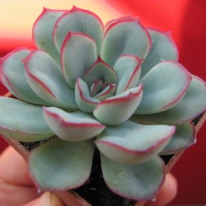 Echeveria pulidonis