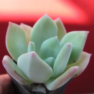 Echeveria pulvinata hybr.