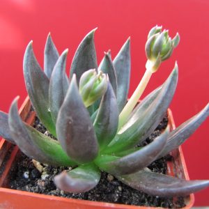 Echeveria Black Knight