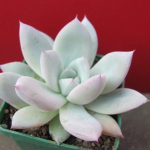 Echeveria Beatrice