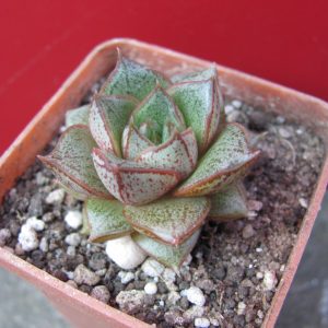 Echeveria purpusorum   *White form*