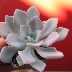 Echeveria Debbie Big