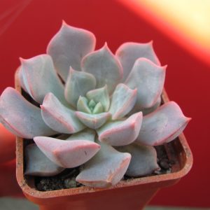 Echeveria hybr.     #29