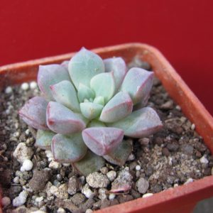 Echeveria expatriata