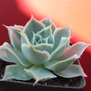 Echeveria Laguna Sanchez