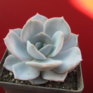 Echeveria laui hybr.