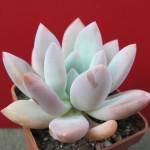 Pachyveria Opalina