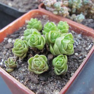 Crassula Emerald