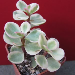 Portulacaria afra variegata     3 вместе