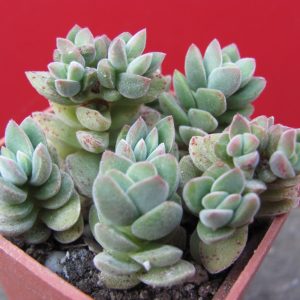 Crassula velutina