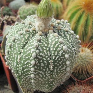 Astrophytum Superkabuto