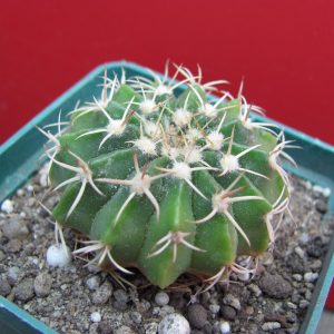 Wigginsia vorwerkiana
