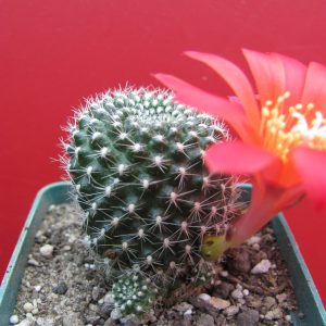 Rebutia krainziana